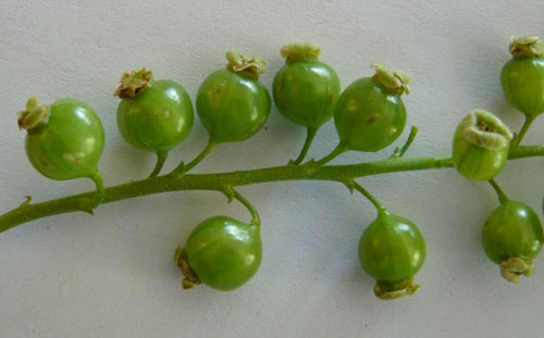 Currant fruit fly egg scars